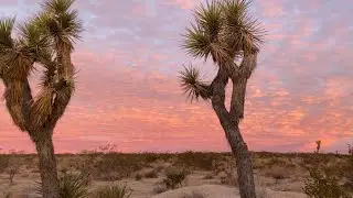 Sunrises and Sunsets in Joshua Tree National Park