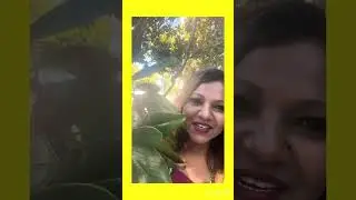 The smell of magnolia: garden district New Orleans 