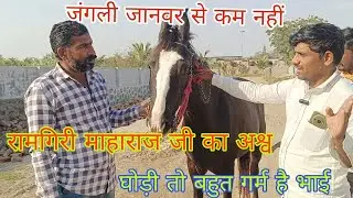 घोड़ी को सिखायेंगे चाल घोड़ी कि उम्र ह 6साल तो देखिए 