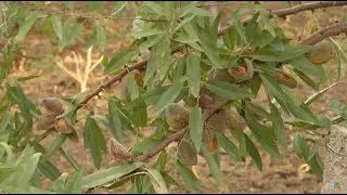 În grădina Danei: livadă ecologică de migdali, dulceaţa de smochine şi sucuri naturale (@TVR1)