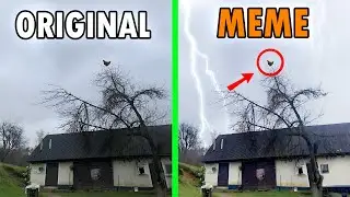 Screaming Chicken On Tree Original VS Meme / Screaming Chicken On a Tree Original