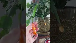 Twist spend blooms to promote more blooms