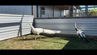 Spalding White #3 and Spalding Pied hens, Bob&rsquo;s Green Peafowl 18 Dec 2025