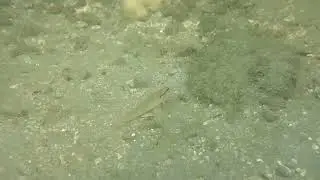 Biodiversity of rocky intertidal pools - Kerala coast-1