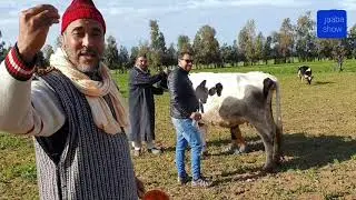 جعبة حقق امنية ديال حسن داه يحلب بقرة🐂🐂🐂