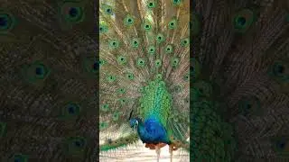 The Peacock&rsquo;s Royal Dance: A Dazzling Courtship in an Indian Palace Garden 🦚💎🌺