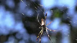 Paynes Prairie Preserve State Park 4K