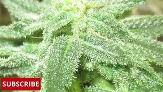 INDOOR WEED/CANNABIS GROW-FLOWER ROOM 2020