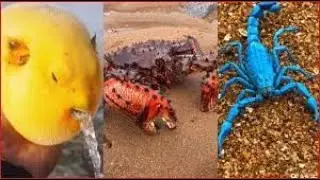 Catching Seafood🦀🐙(Catch Crab, Catch Fish)/Fishing in TikTok #07.