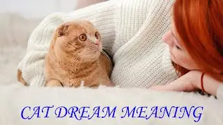 Cat Dream Meaning