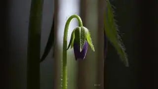 Watch a Flower Bloom &ndash; AI-Generated Nature in Seconds 🌸✨ #ai #shorts #shortvideos #flowers