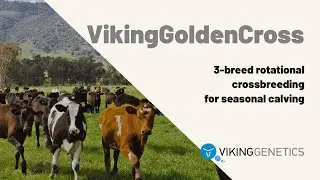 VikingGoldenCross &ndash; Crossbreeding for seasonal calving