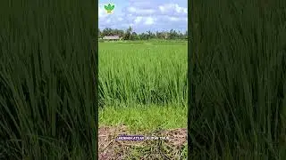 Percepat Pertumbuhan Tanaman dengan GIBGRO 10SP #shorts