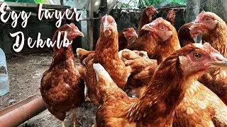 My #Dekalb chicken has grown into a beautiful healthy hen.