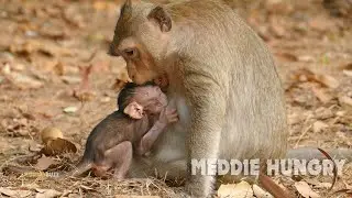 OMG! Why mum do like this? Baby monkey Meddie very hungry why mum warning went get milk like this?