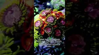 Zoanthids quick walkthrough