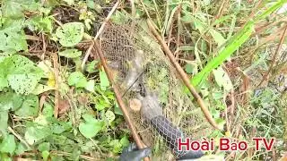 Thăm luồng lờ trúng nhiều cá lóc 