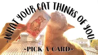 What Your Cat Thinks About You 🐈 🐈&zwj;⬛️ (Pick A Card) 🔮 Tarot Reading