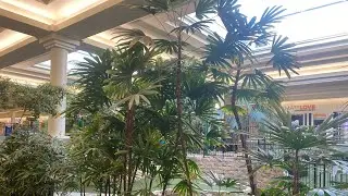 Indoor Palms at Market Mall Saskatoon