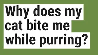 Why does my cat bite me while purring?