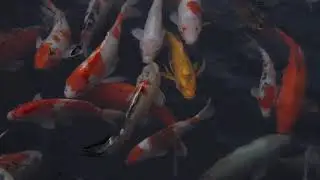 Aquarium Fish | Fish Tank | Free Stock Videos | Alaine Entertainment