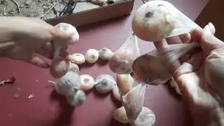 Storing Sweet Italian Cipollini Onions