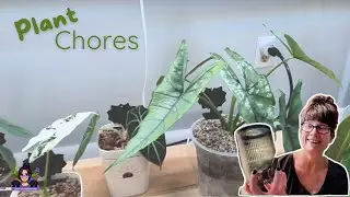 UNBOX PLANT ESSENTIALS FROM AMAZON & ANTHURIUM TALK