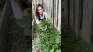 Broadleaf plantain