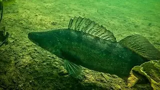 ~~D&Eacute;COUVERTE de la MEUSE en PLONG&Eacute;  avec #SANDRE, BROCHET, #SILURE et BARBEAUX .....GROS POISSONS ~~