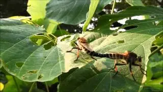 Mating Robber Flies Promachus yesonicus シオヤアブの交尾その２
