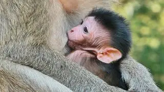 Sweet time with Mommy. Bently not wait try hug mommy drink milk non stop.
