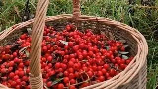 Собирайте ягоды рябины перед тем, как ураган Эми обрушится на Шотландию 🌳⛰️