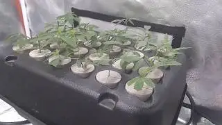 Turbo Klone 24 site. Root growth in 1 day. Check yesterday's video for comparison.