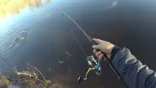 Salmon Fishing Latvija, Spring 2022, Tiemco lures work!