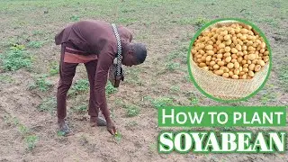 When to plant || How to plant || When to harvest and How to harvest Soyabean crop in Nigeria