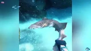 This is the pinnacle of spear fishing#speartok #spearfishing#sharkattack #ocean #fyp 