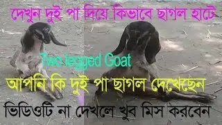 Two legged Goat Walking|Two-legged Lamb in Southwest Bangladesh|Friends Club ICT