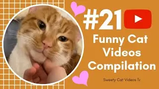 So Sweety CATS / Cute and Funny CAT VIDEOS COMPILATION 2020 #21