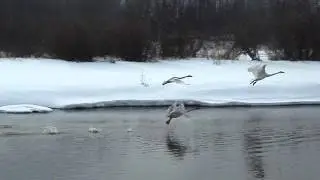 Trumpeter Swans at Nautley River