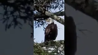 American Bald Eagle sitting on a branch in front of my balcony. A very humbling experience.