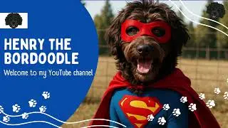 Henry the Bordoodle Into