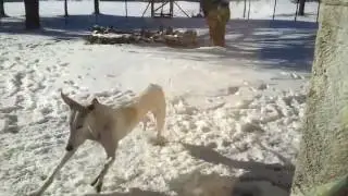 Beutespiel