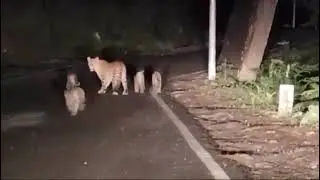 Leopard and her Cubs spotted at Maseno University 