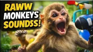 Today is monkey banana eating day 🎉 | Monkey viral video 2025 | Monkey Kingdom