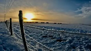 Calving Difficulties On A Cold Frosty Morning