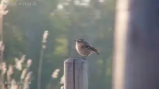 Pensastaskunaaraan lepohetki aidanseip&auml;&auml;ll&auml;.