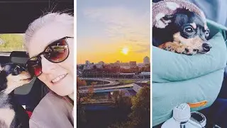 Мини влог с Минска❤️ #blog#dog#travel#follow#like
