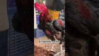 Erragadda sunday market #hen #aseelmurga #hens #henfarming