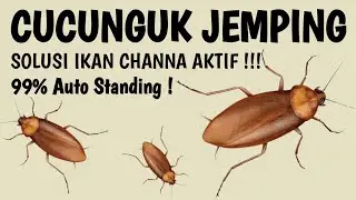 Cucunguk Jemping