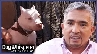 Cesar Shows How To Tame A Biting Pitbull | S4 Ep 32 | Dog Whisperer With Cesar Millan